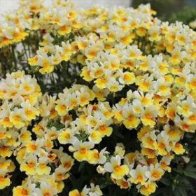 Немезия SUNPEDDLE Yellow White (СФ)