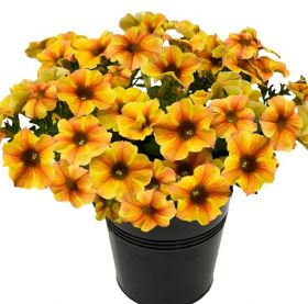 Петхоа BEAUTICAL Caramel Yellow