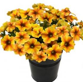 Петхоа BEAUTICAL Caramel Yellow (СФ)