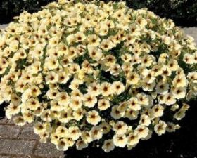 ПEТХОА BEAUTICAL French Vanilla (СФ)