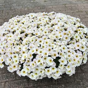 ПЕТХОА BEAUTICAL Pearl White