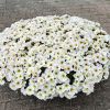 ПЕТХОА BEAUTICAL Pearl White
