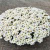 ПЕТХОА BEAUTICAL Pearl White (СФ)