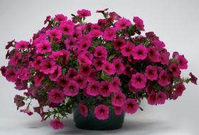 ПЕТХОА BEAUTICAL Purple Down
