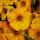 ПЕТХОА BEAUTICAL Sunset Orange