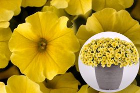 ПЕТХОА BEAUTICAL Yellow Sun