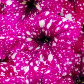 ПЕТУНИЯ CONSTELLATION Magenta Comet