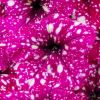 ПЕТУНИЯ CONSTELLATION Magenta Comet