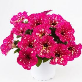 ПЕТУНИЯ CONSTELLATION Supernova (СФ)