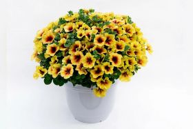 ПЕТУНИЯ CRAZYTUNIA Bananarama (СФ)