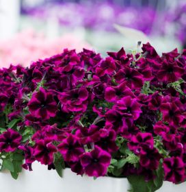 ПЕТУНИЯ CRAZYTUNIA Cosmic Purple