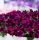 ПЕТУНИЯ CRAZYTUNIA Cosmic Purple