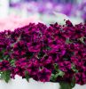 ПЕТУНИЯ CRAZYTUNIA Cosmic Purple