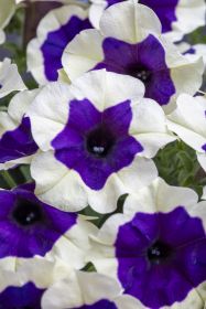 ПЕТУНИЯ CRAZYTUNIA Inkblot (СФ)