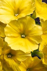 ПЕТУНИЯ CRAZYTUNIA Yello