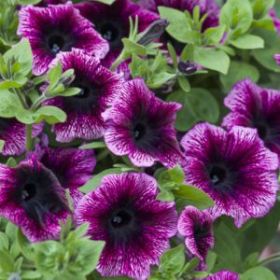 ПЕТУНИЯ OVATION Crimson Eye (СФ)