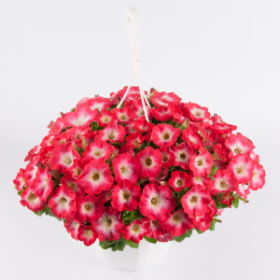 СУРФИНИЯ SURFINIA CLASSIC CORAL MORN (СФ)