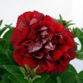 СУРФИНИЯ SURFINIA DOUBLE RED