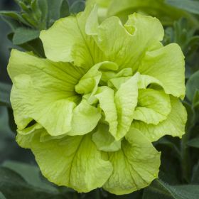 ПЕТУНИЯ TUMBELINA COMPACT Chartreuse (НОВИНКА 25)