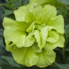 ПЕТУНИЯ TUMBELINA COMPACT Chartreuse (НОВИНКА 25) (СФ)