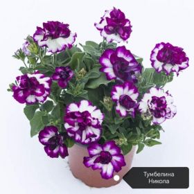 ПЕТУНИЯ TUMBELINA COMPACT Nicola