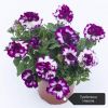 ПЕТУНИЯ TUMBELINA COMPACT Nicola (СФ)