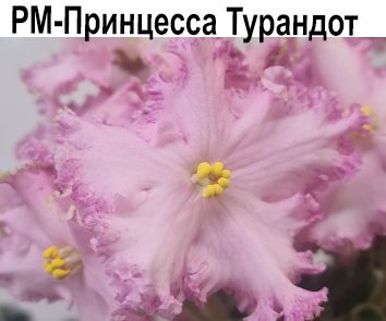 РМ-Принцесса Турандот (Скорнякова)