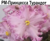 РМ-Принцесса Турандот