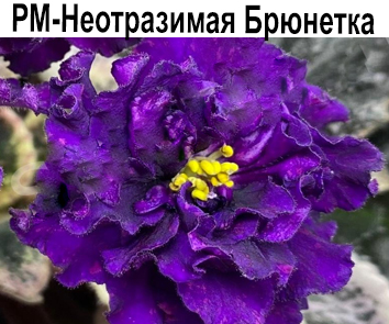 РМ-Неотразимая Брюнетка (Скорнякова)  НОВИНКА КАТАЛОГА!