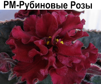 РМ-Рубиновые Розы (Скорнякова)  НОВИНКА КАТАЛОГА!