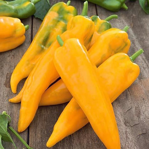 Перец сладкий Золотой ключик, 50шт семян