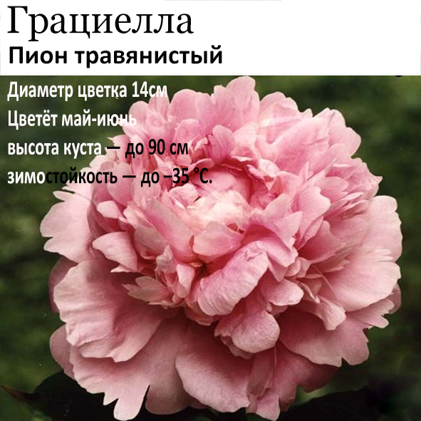 Пион Грациелла