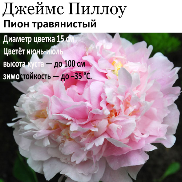 Пион Джеймс Пиллоу