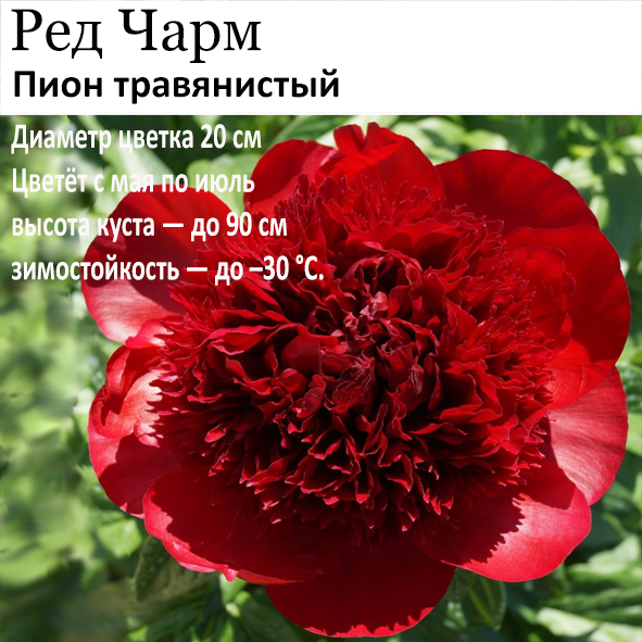 Пион Ред Чарм