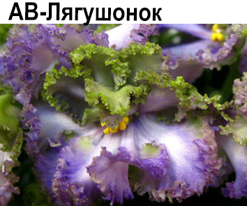 АВ-Лягушонок