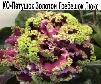 КО-Петушок Золотой Гребешок Люкс (О.Кособокова)  НОВИНКА КАТАЛОГА!