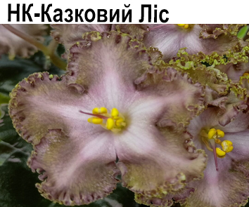 НК-Казковий Лис (Козак)  НОВИНКА КАТАЛОГА!