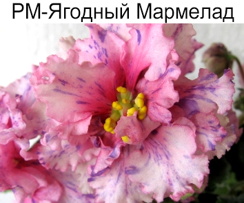 РМ-Ягодный Мармелад (Скорнякова)