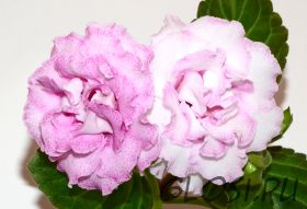 ЕН-Красотка в Розовом (сел.Е.Николаева) Новинка 2025!