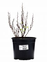 Барбарис Тунберга «Мария», саженец, горшок С2, 1 шт.