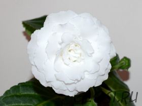 ЕН-Белый Шоколад Люкс (сел.Е.Николаева) Новинка 2024!