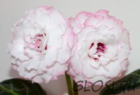 ЕН-Крылья Фламинго (сел.Е.Николаева)