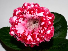 ЕН-Летний Вальс (сел.Е.Николаева) Шедевр!