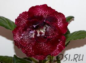 ЕН-Мадам (сел.Е.Николаева) Новинка 2025!