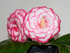 ЕН-Молодильные Яблочки (сел.Е.Николаева) Новинка 2024!