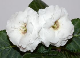 ЕН-Полярный Мак (сел.Е.Николаева)