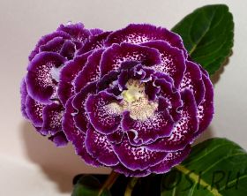 ЕН-Рависанта (сел.Е.Николаева)