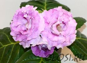 ЕН-Сиреневый Дым (сел.Е.Николаева)