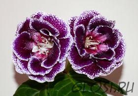 ЕН-Сны Клеопатры (сел.Е.Николаева) Новинка 2025!