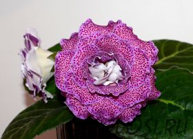 ЕН-Сосчитай Горошинки (сел.Е.Николаева) Новинка 2025!